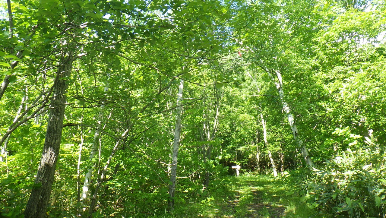 信濃川日出雄の自宅の裏にある森林。