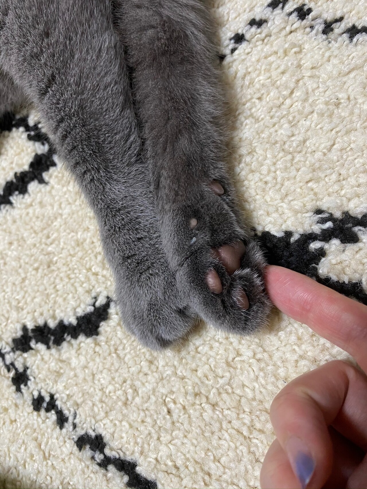 ごえもんの肉球。