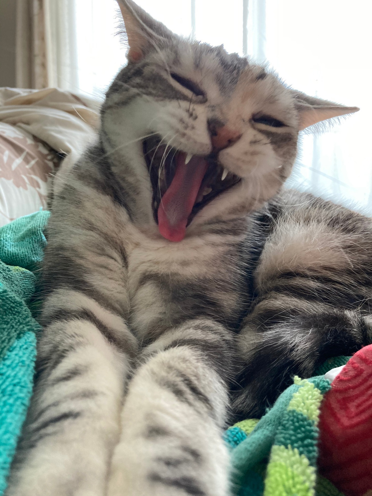 ムギ