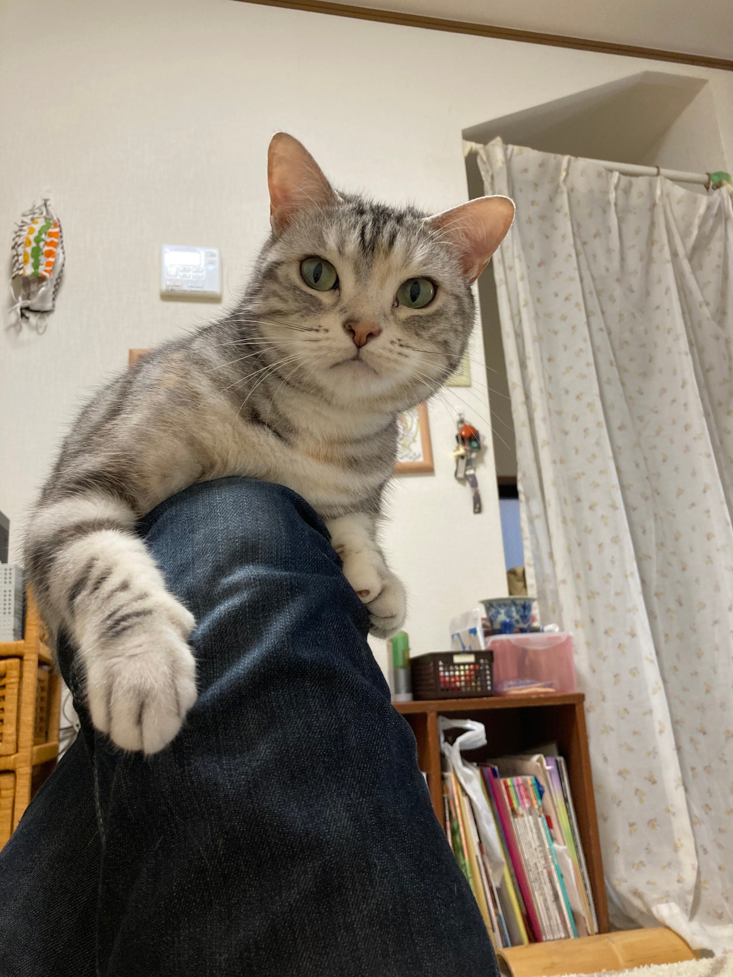 ムギ
