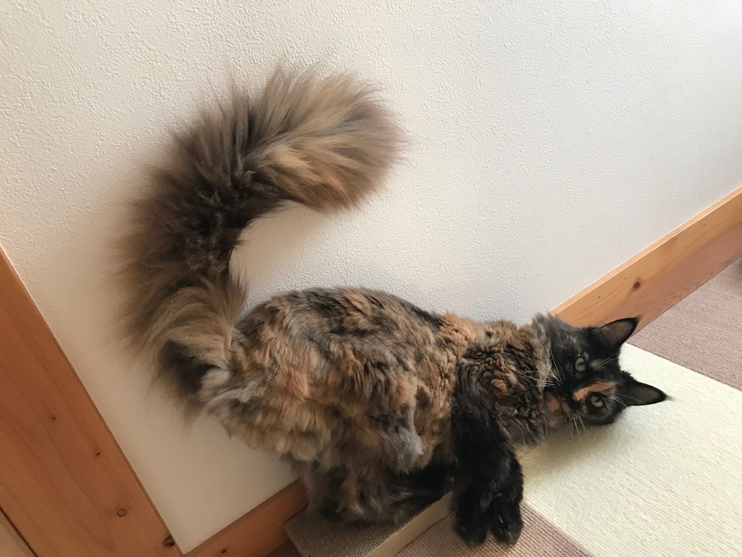 はたけ