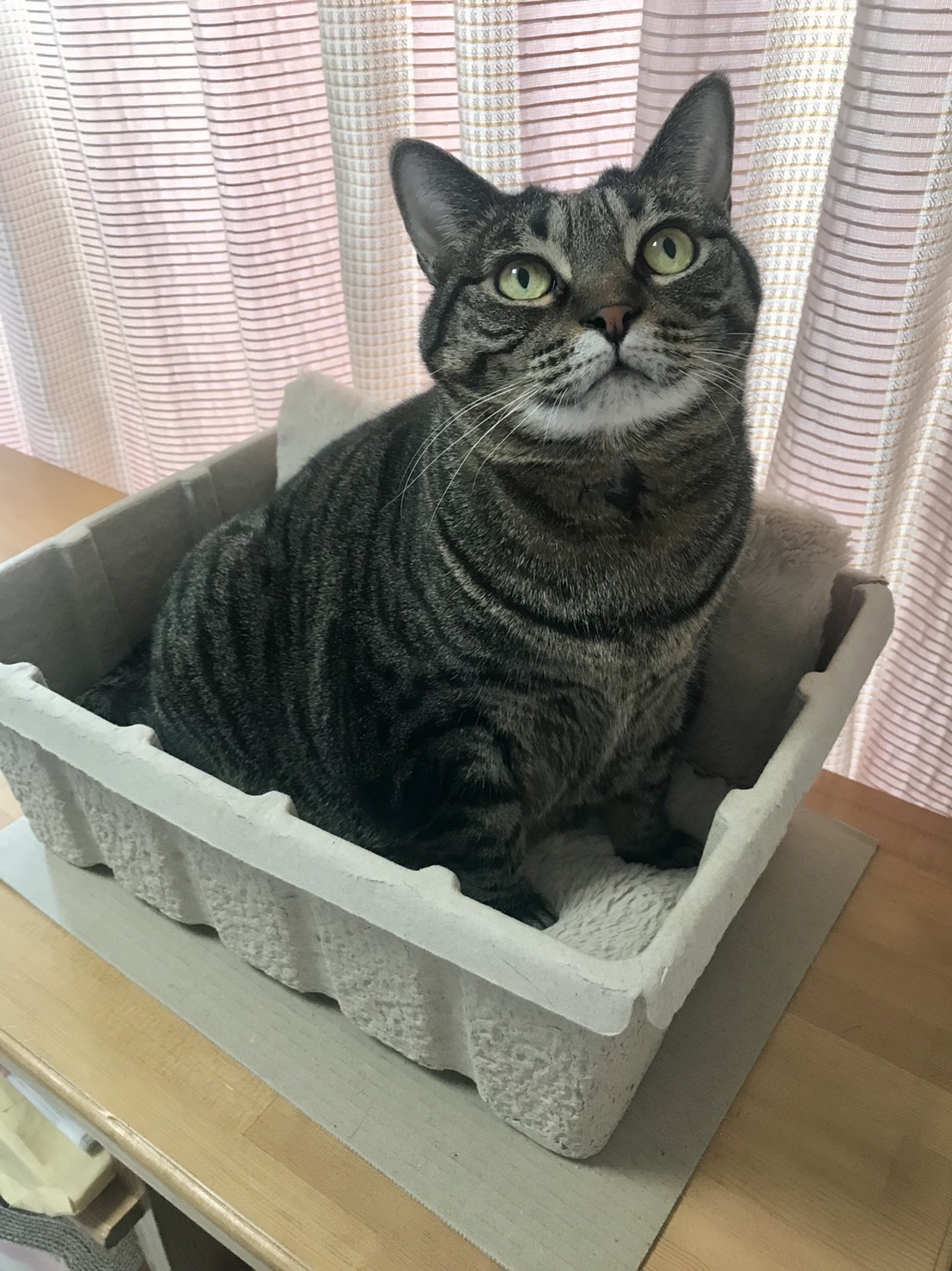 ヒロ
