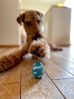 タマゴオモチャと遊ぶジャック。