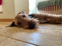 リラックスしたジャック。