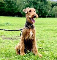 公園で散歩中のジャック。