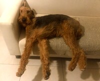 昼寝中のジャック。