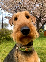 花見中のジャック。