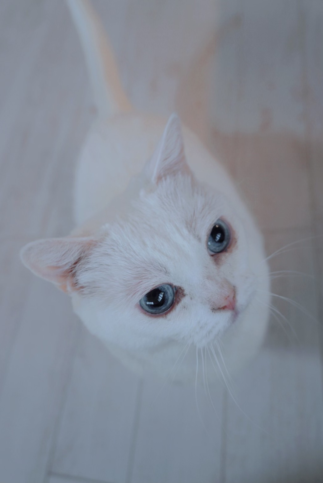 アシュベル
