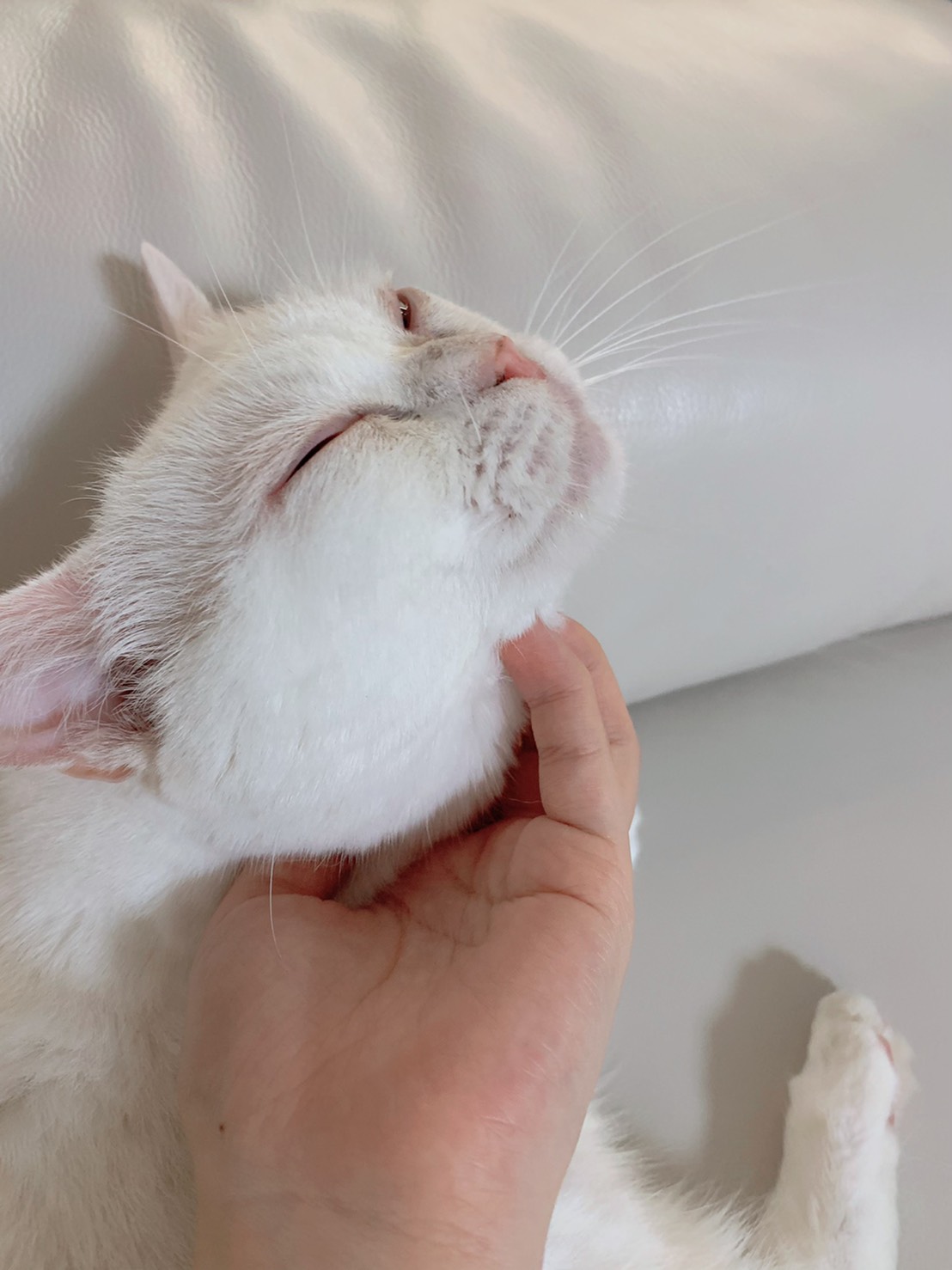 アシュベル