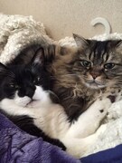 こまんじとズンズク。