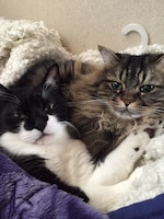 こまんじとズンズク。