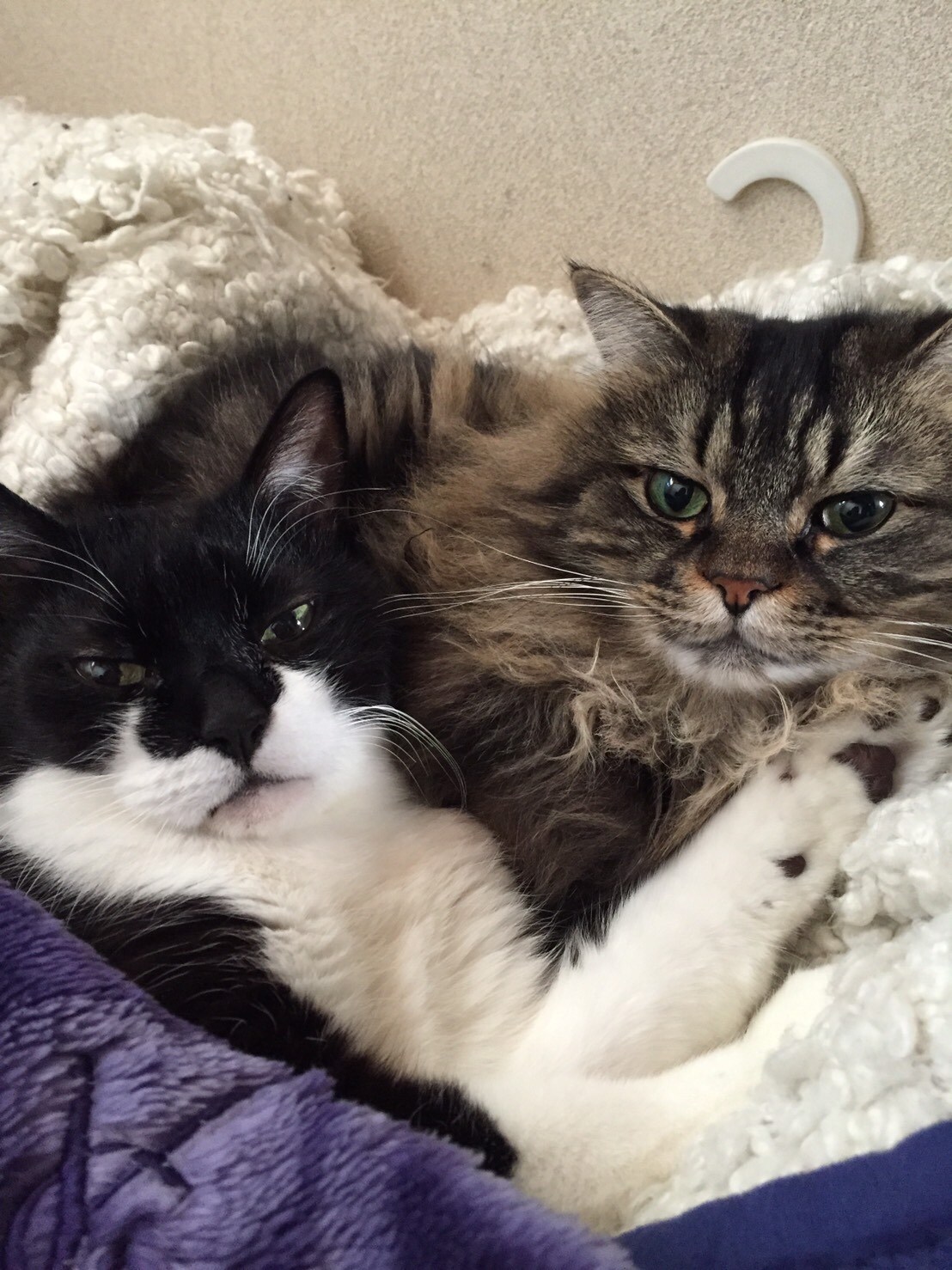 こまんじとズンズク。