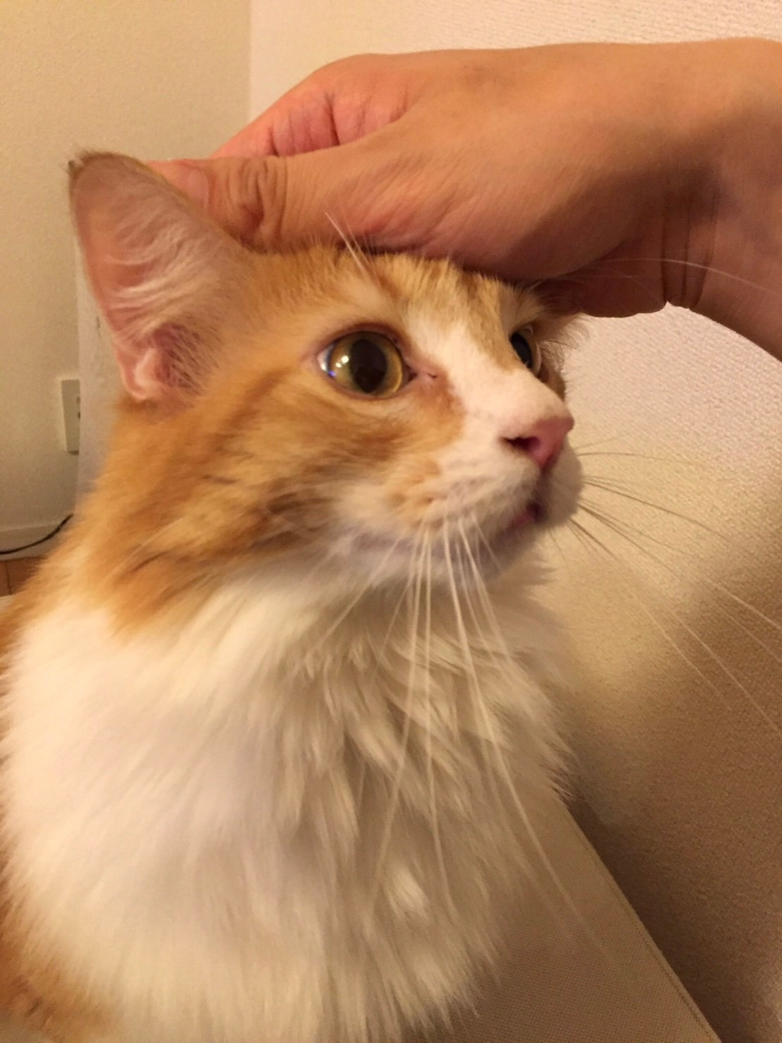 むぎ
