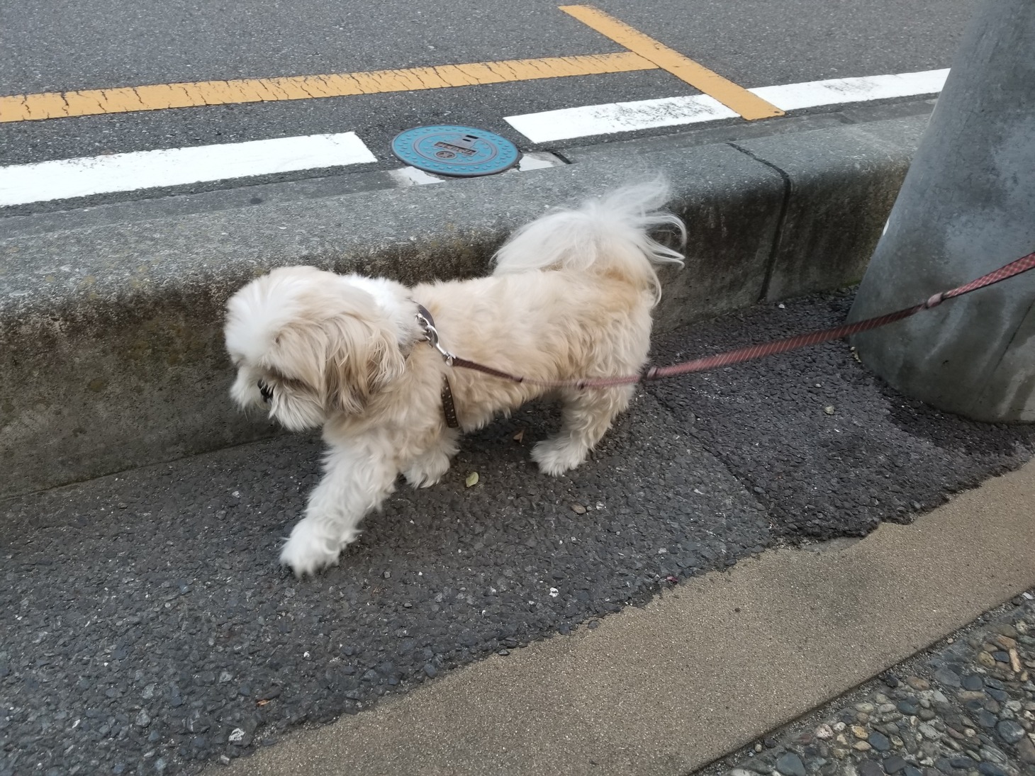 じゃーころ