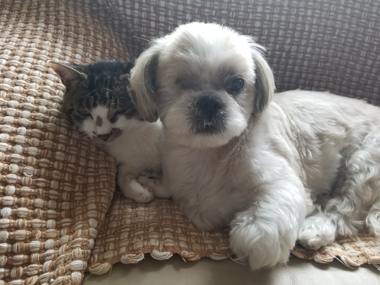 じゃじゃとじゃーころ。