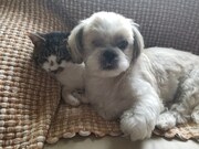 じゃじゃとじゃーころ。