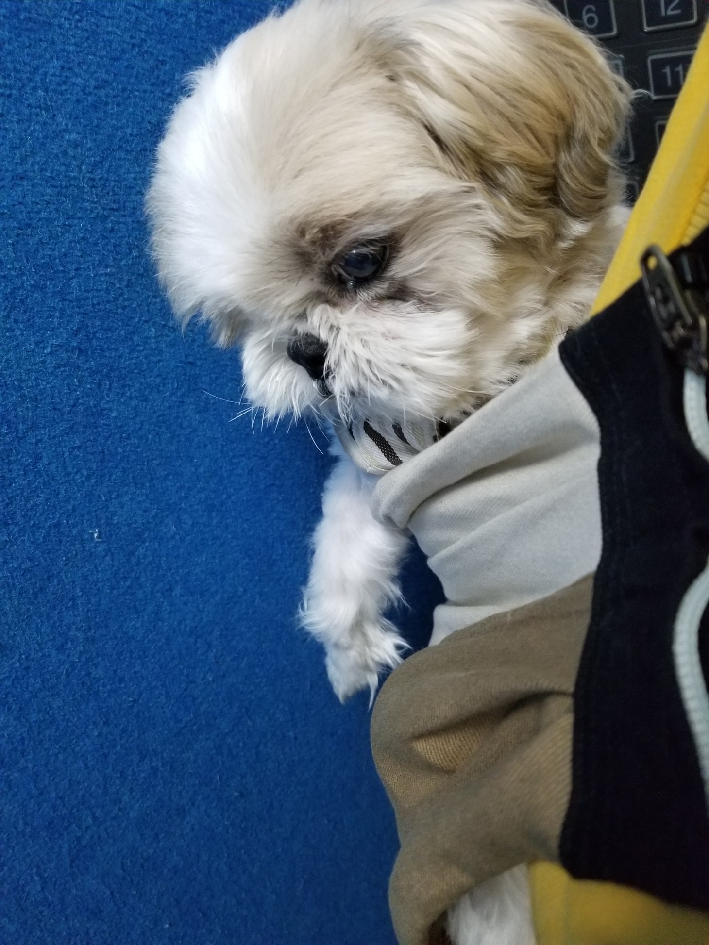 じゃーころ