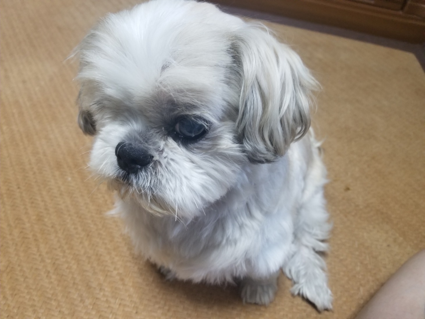 じゃーころ