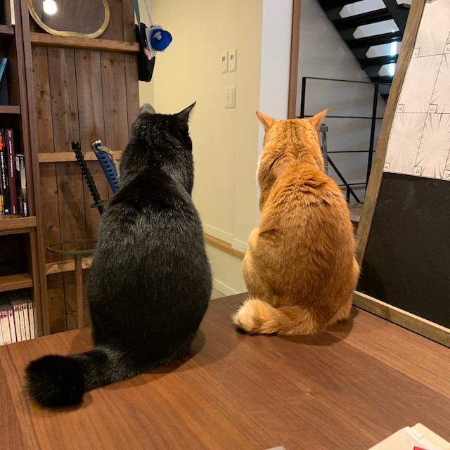 なすひこ（左）とむぎお（右）。