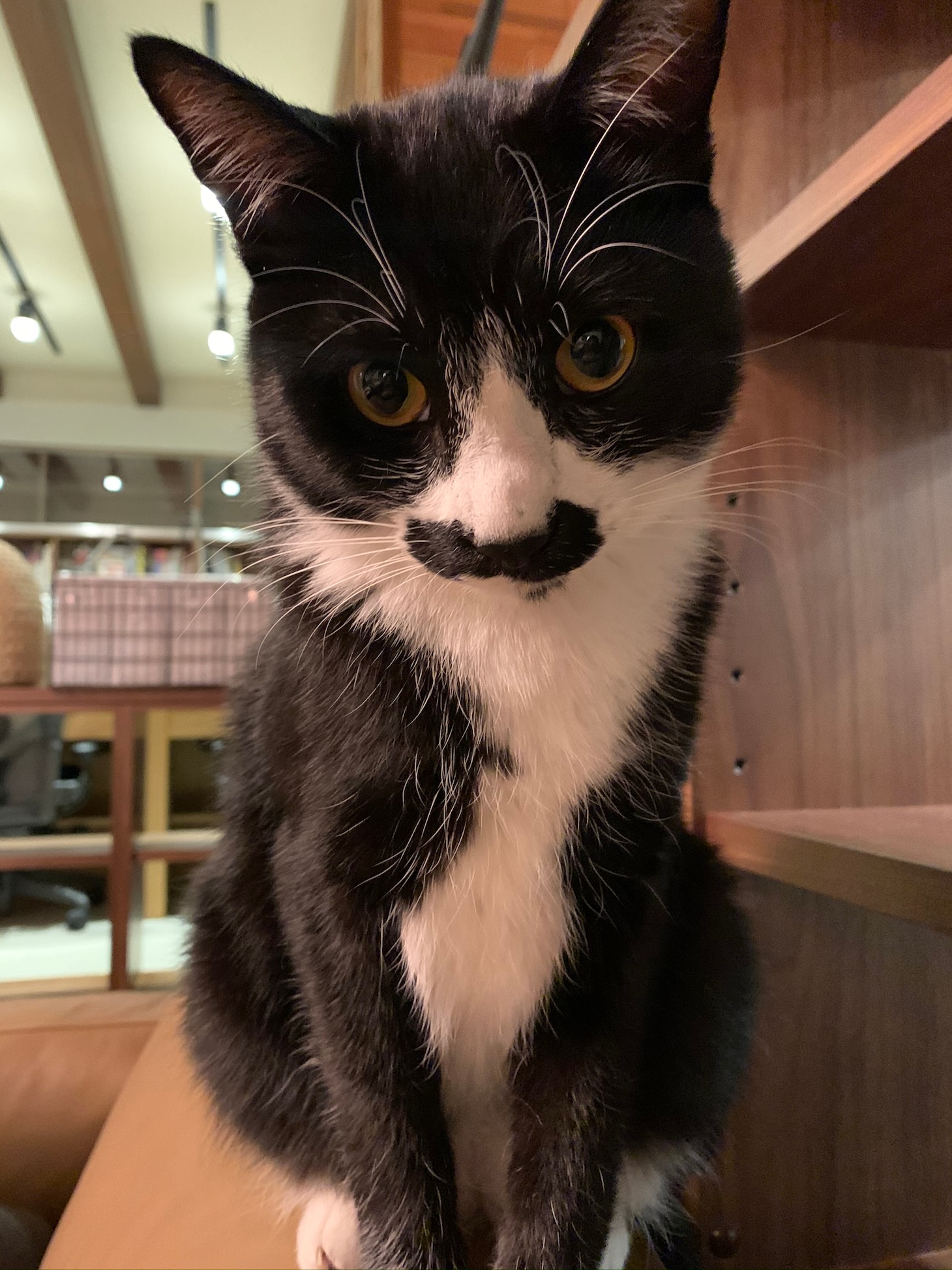 なすひこ