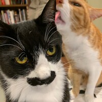 なすひこ（左）とむぎお（右）。