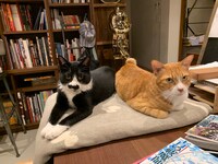 なすひこ（左）とむぎお（右）。