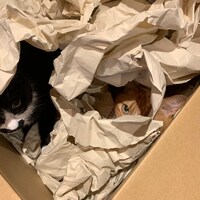 なすひこ（左）とむぎお（右）。