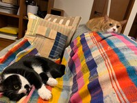 なすひこ（左）とむぎお（右）。