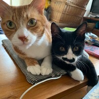 むぎお（左）となすひこ（右）。