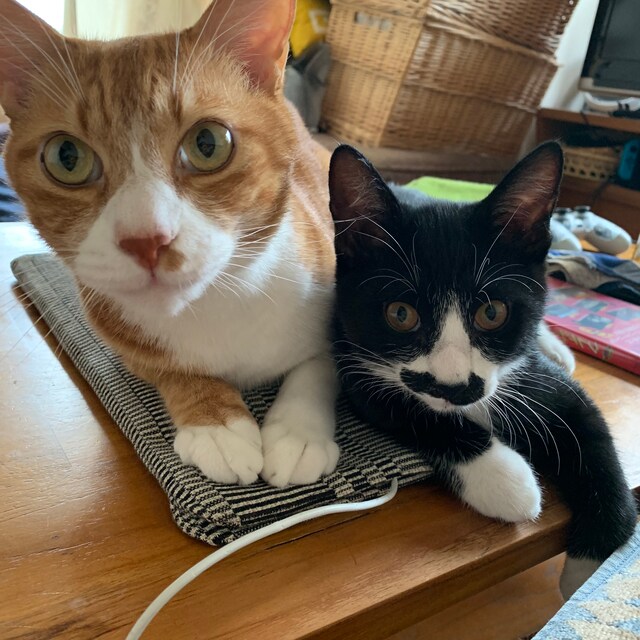 むぎお（左）となすひこ（右）。