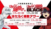 「はたらく細胞!!」「はたらく細胞BLACK」の放送告知画像。
