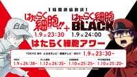 「はたらく細胞!!」「はたらく細胞BLACK」の放送告知画像。