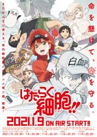 TVアニメ「はたらく細胞!!」キービジュアル (c)清水茜／講談社・アニプレックス・davidproduction