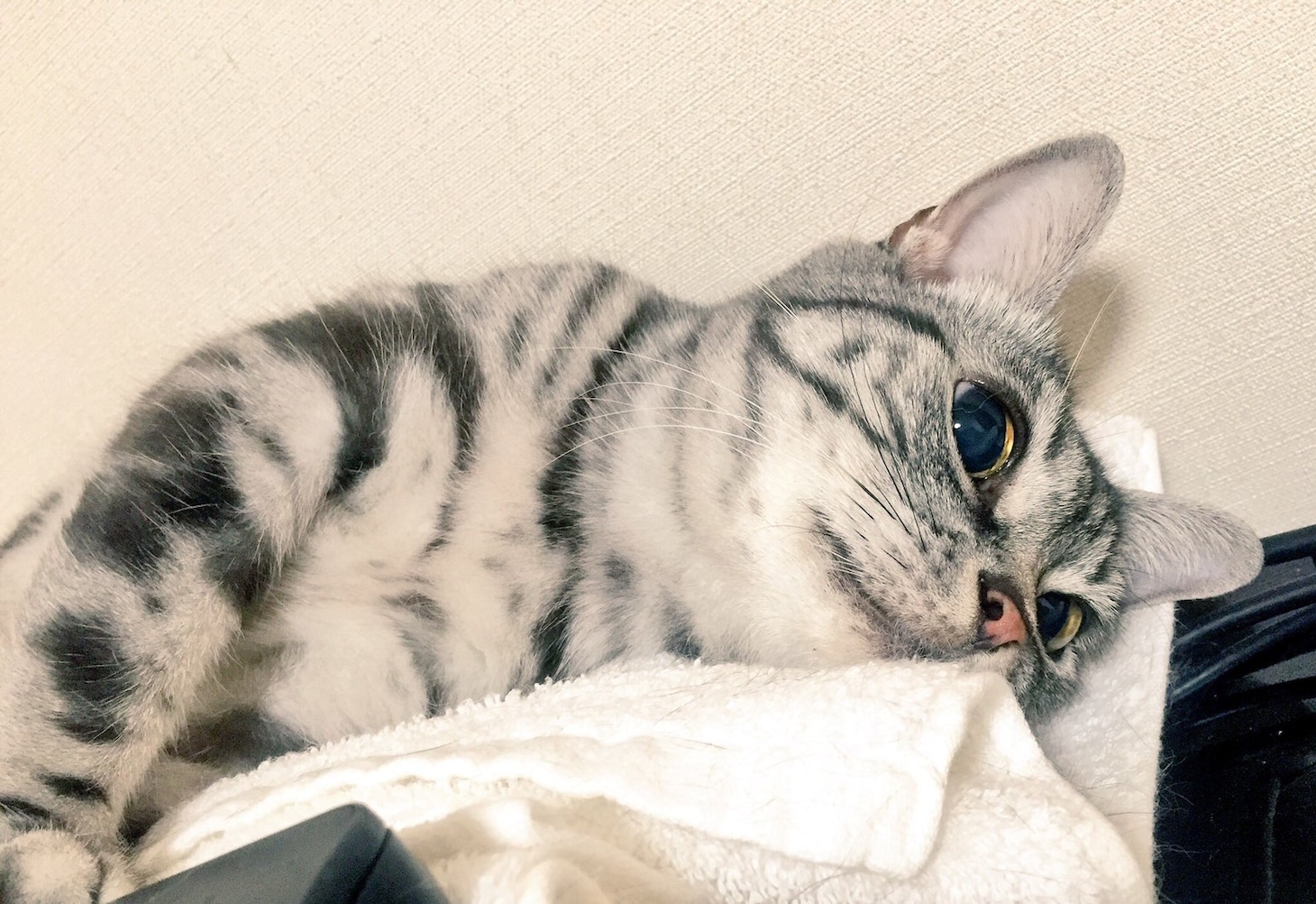 陸