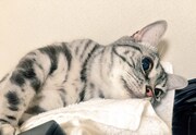 陸