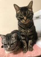 左から陸、海。