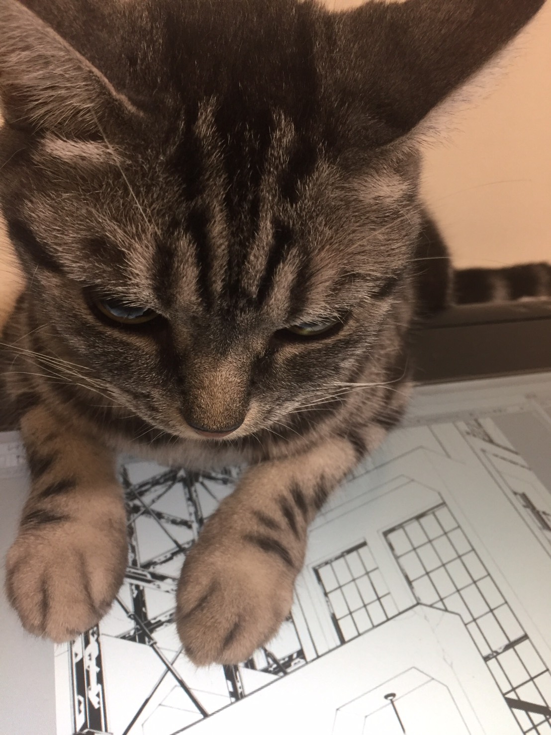 陸