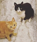 左からロク、ラン。