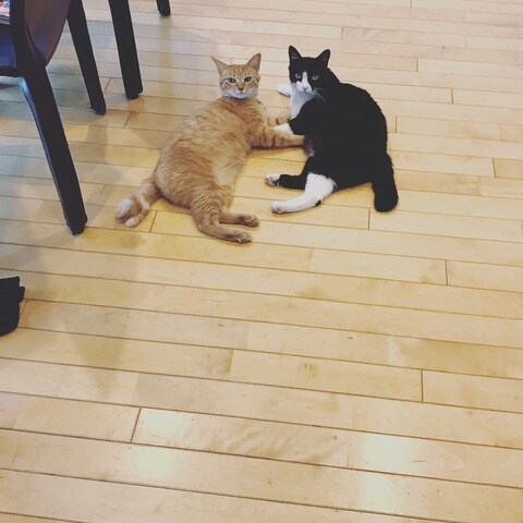 左からロク、ラン。