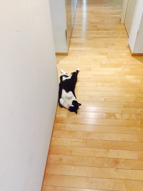 ラン