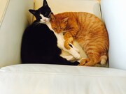 左からラン、ロク。