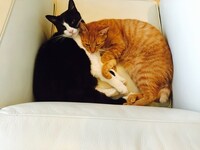 左からラン、ロク。