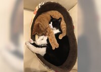 丸くなるロクとラン。