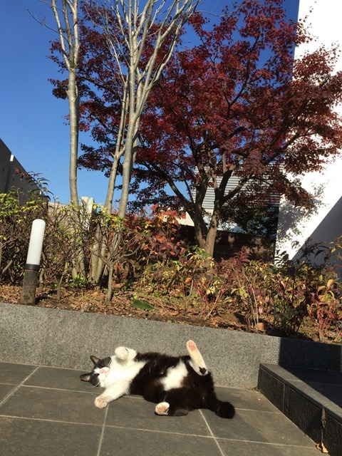 ラン