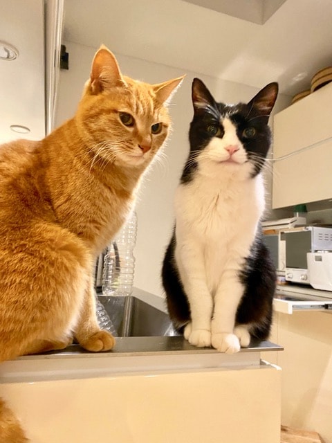 左からロク、ラン。