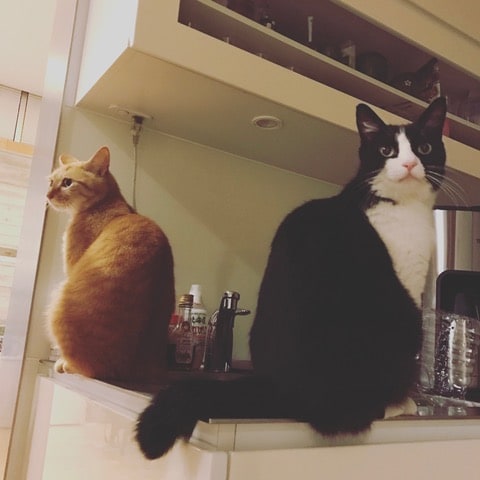 左からロク、ラン。