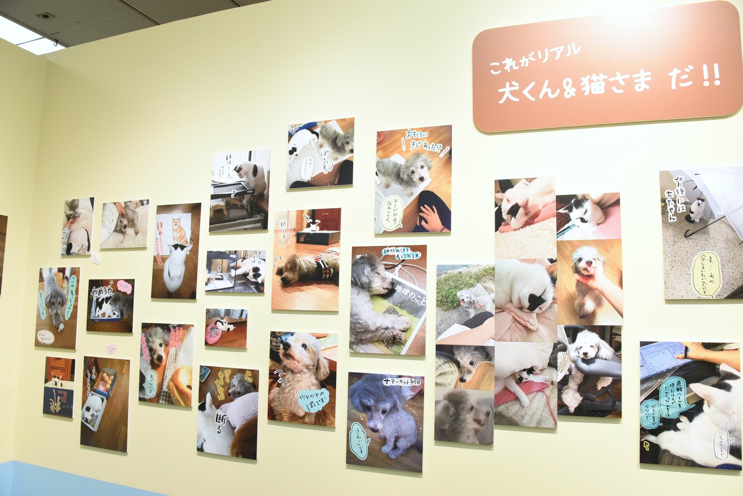 「犬と猫どっちも飼ってると毎日たのしい展」