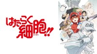 アニメ「はたらく細胞!!」バナー (c)清水茜／講談社・アニプレックス・davidproduction