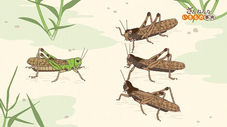 アニメ「ざんねんないきもの事典」より。