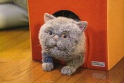 ドラマ「おじさまと猫」より、マリン。 (c)「おじさまと猫」製作委員会